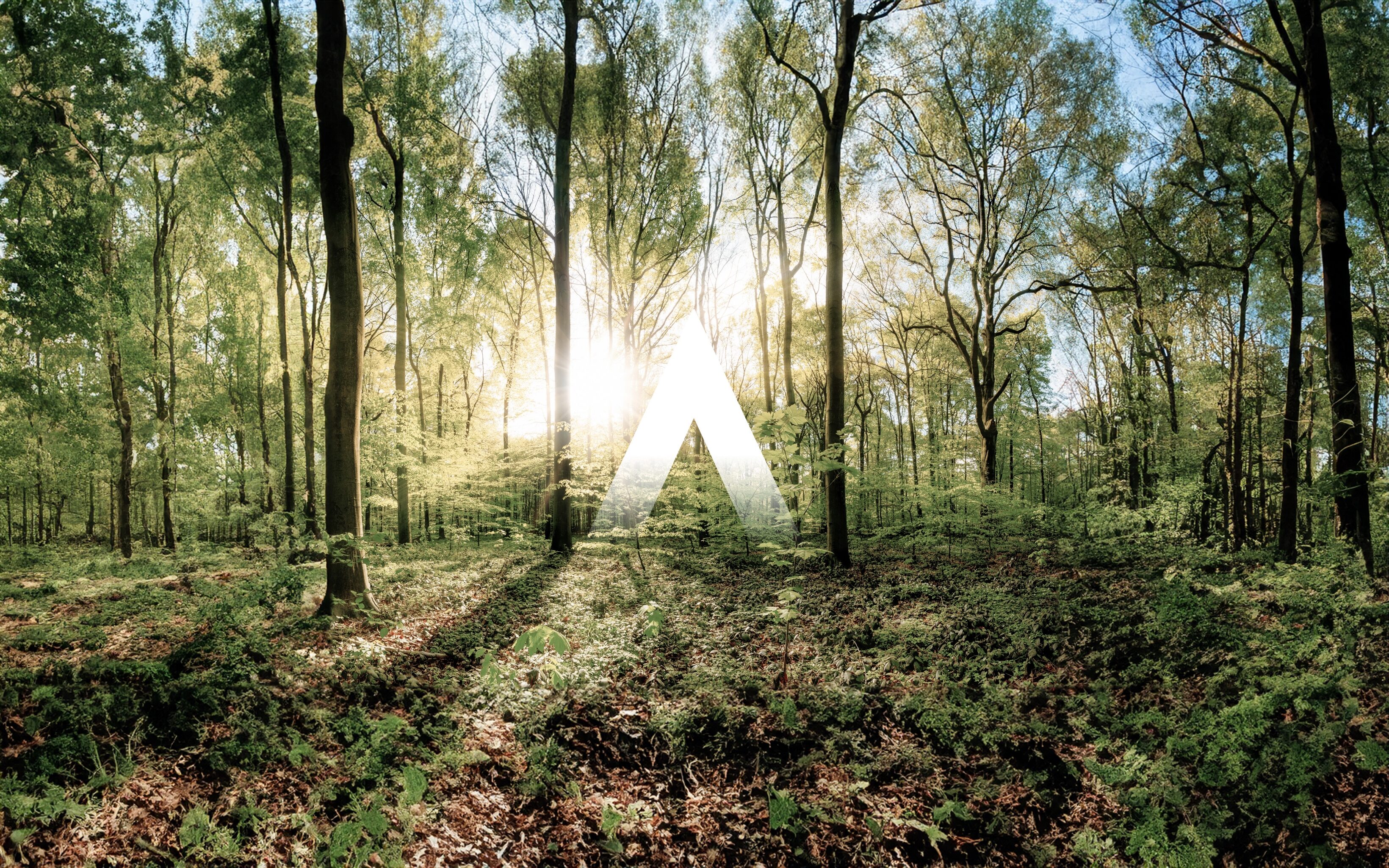 forêt belge