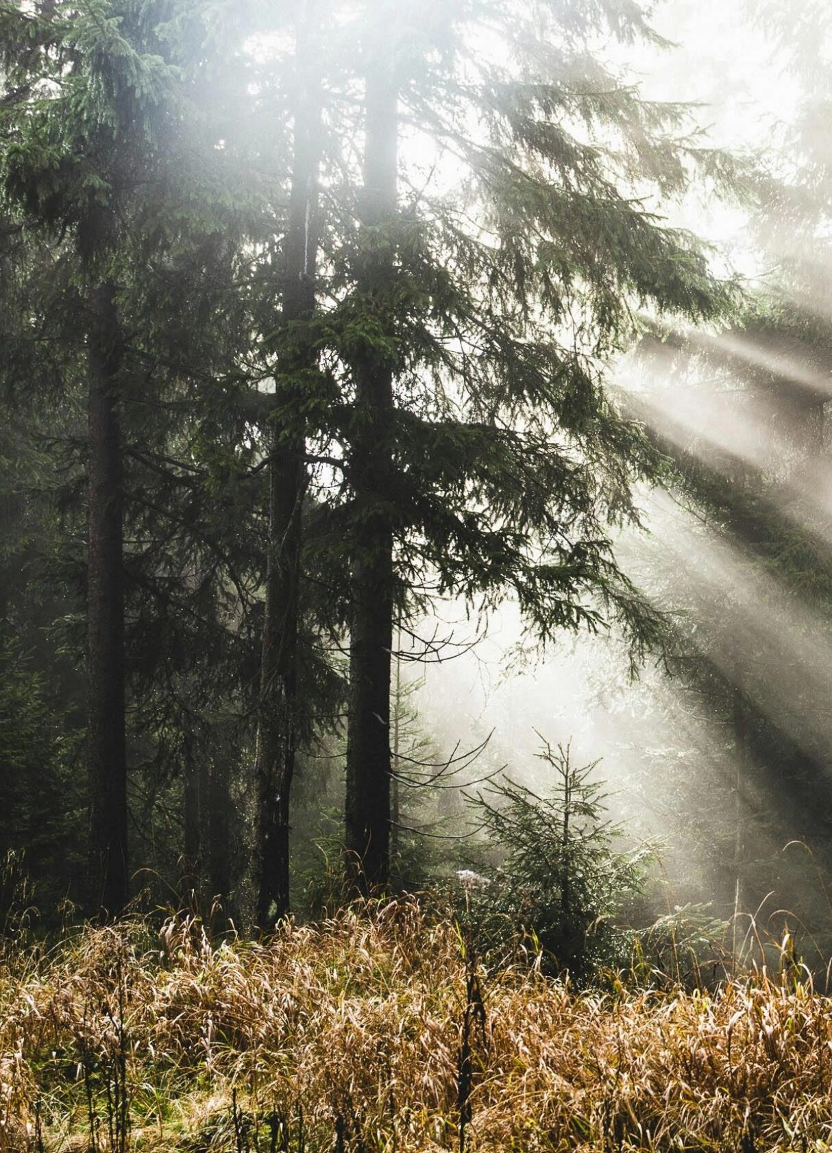 forêts des Ardennes